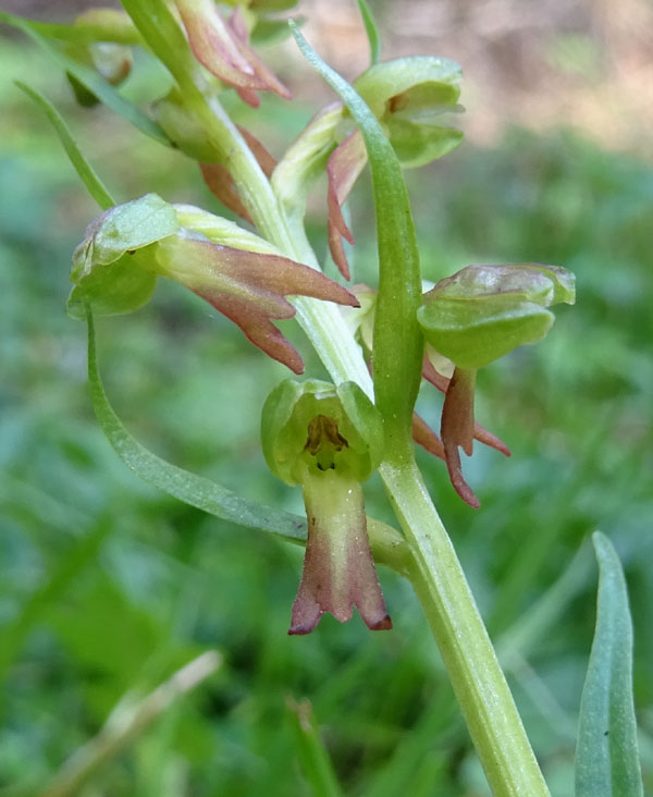 Coeloglossum viride..........Aldino (BZ)